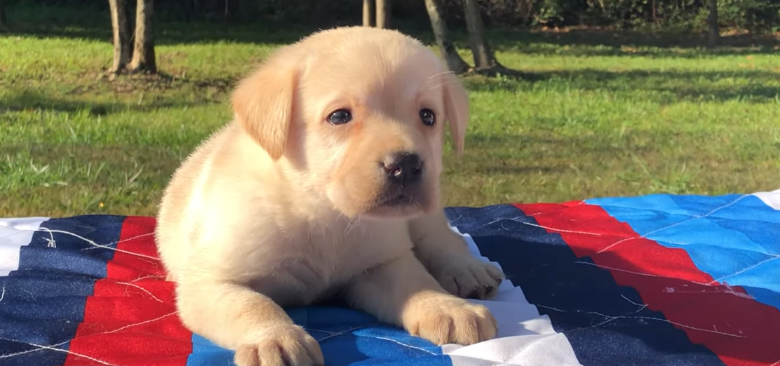pup